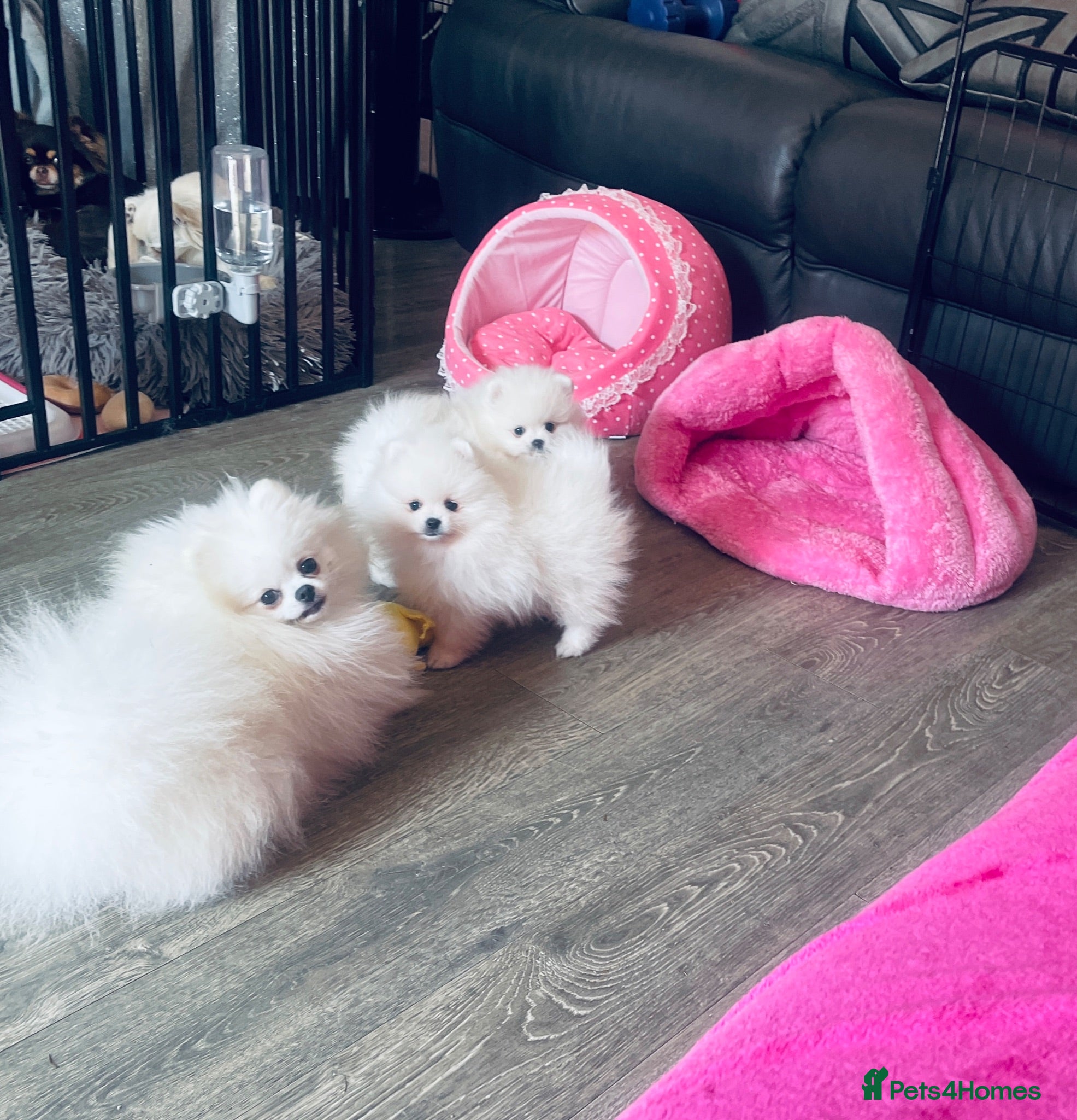 Pomeranian dogs Gorgeous White Kc babies 🌟🌟🌟🌟🌟 - Advert 5