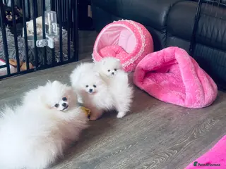 Pomeranian dogs Gorgeous White Kc babies 🌟🌟🌟🌟🌟 - Advert 5