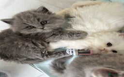 British Longhair cats for sale: British Longhair GCCF Registered  - Image 19