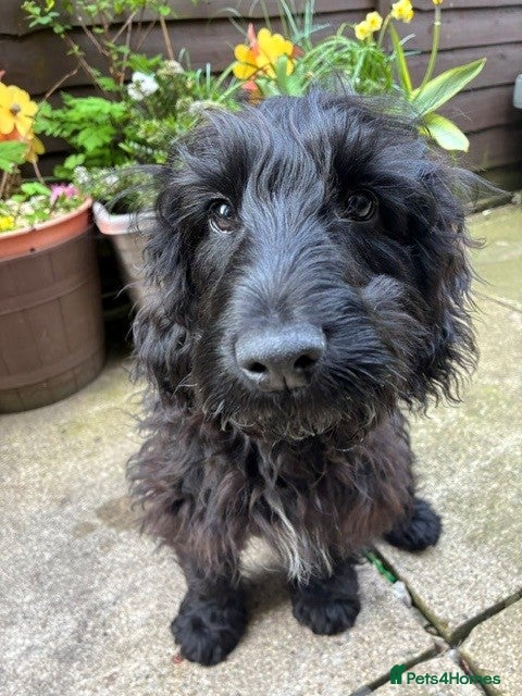 Cocker Spaniel dogs Indi (selling due to change in circumstances)  - Advert 10