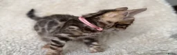 Bengal cats for sale: Bengal Kittens Looking for Loving Homes 🐾  - Advert 22