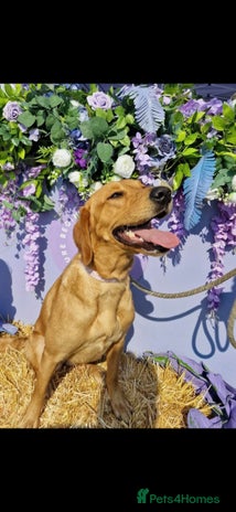 Goldador dogs - Advert 3