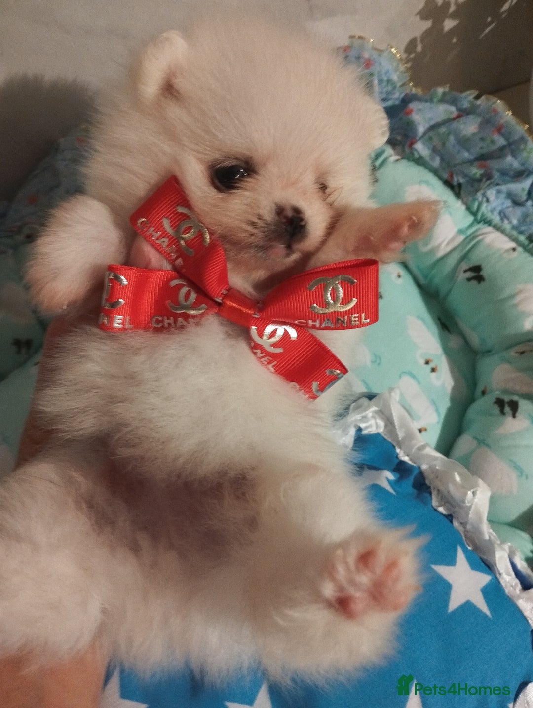 Pomeranian dogs for sale: 💝💝💝High-quality little boys💝💝💝 - Image 15
