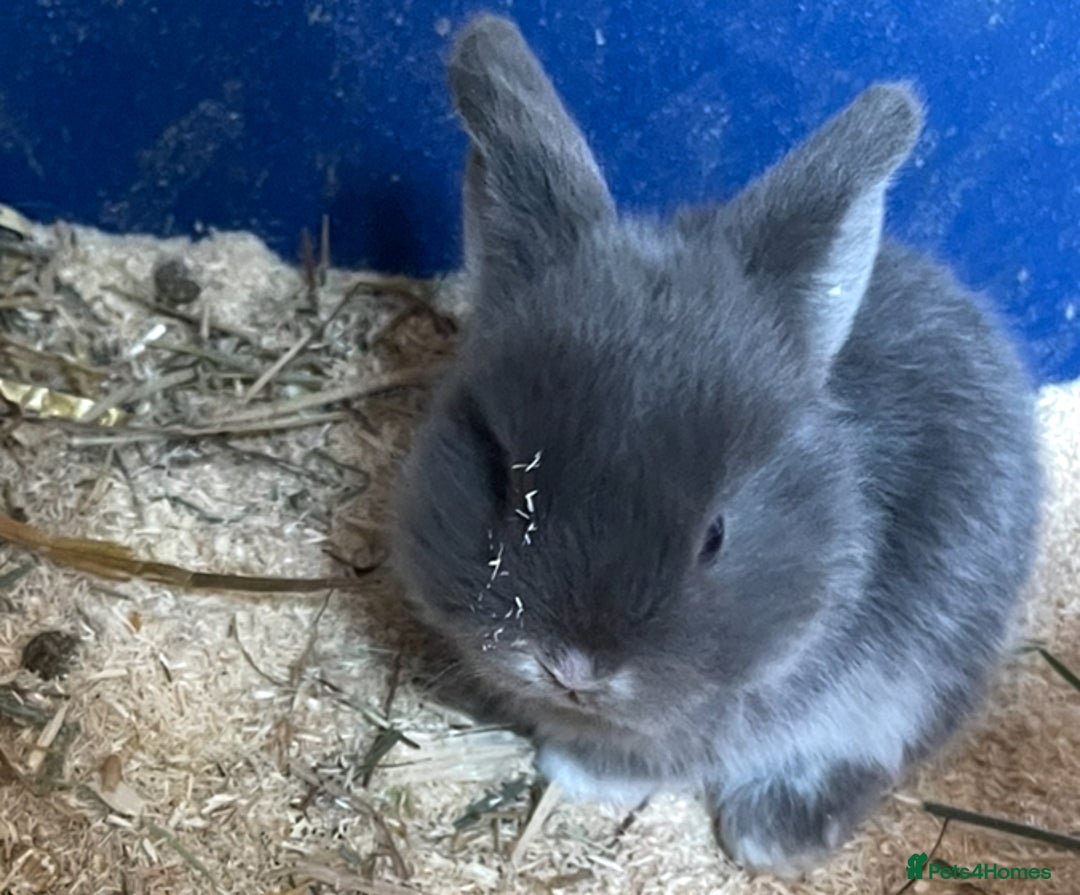 Mini Lop rabbits for sale: Baby mini lops ready to reserve !! - Image 23