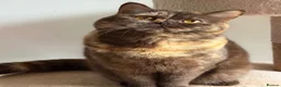British Shorthair cats for sale: British Shorthair chocolate tortie girl  - Advert 6