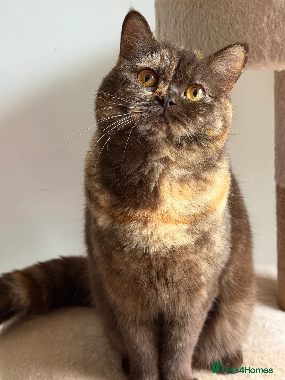 British Shorthair cats for sale: British Shorthair chocolate tortie girl  - Advert 6