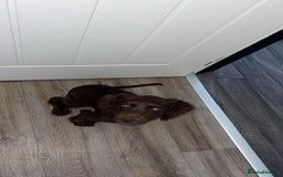 Cocker Spaniel dogs for sale: Chocolate cocker spaniel  - Image 1