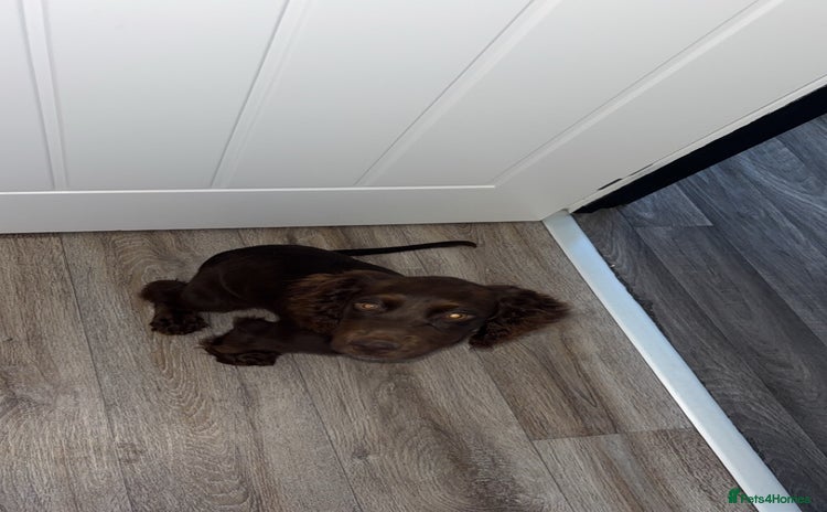 Cocker Spaniel dogs - Advert 5