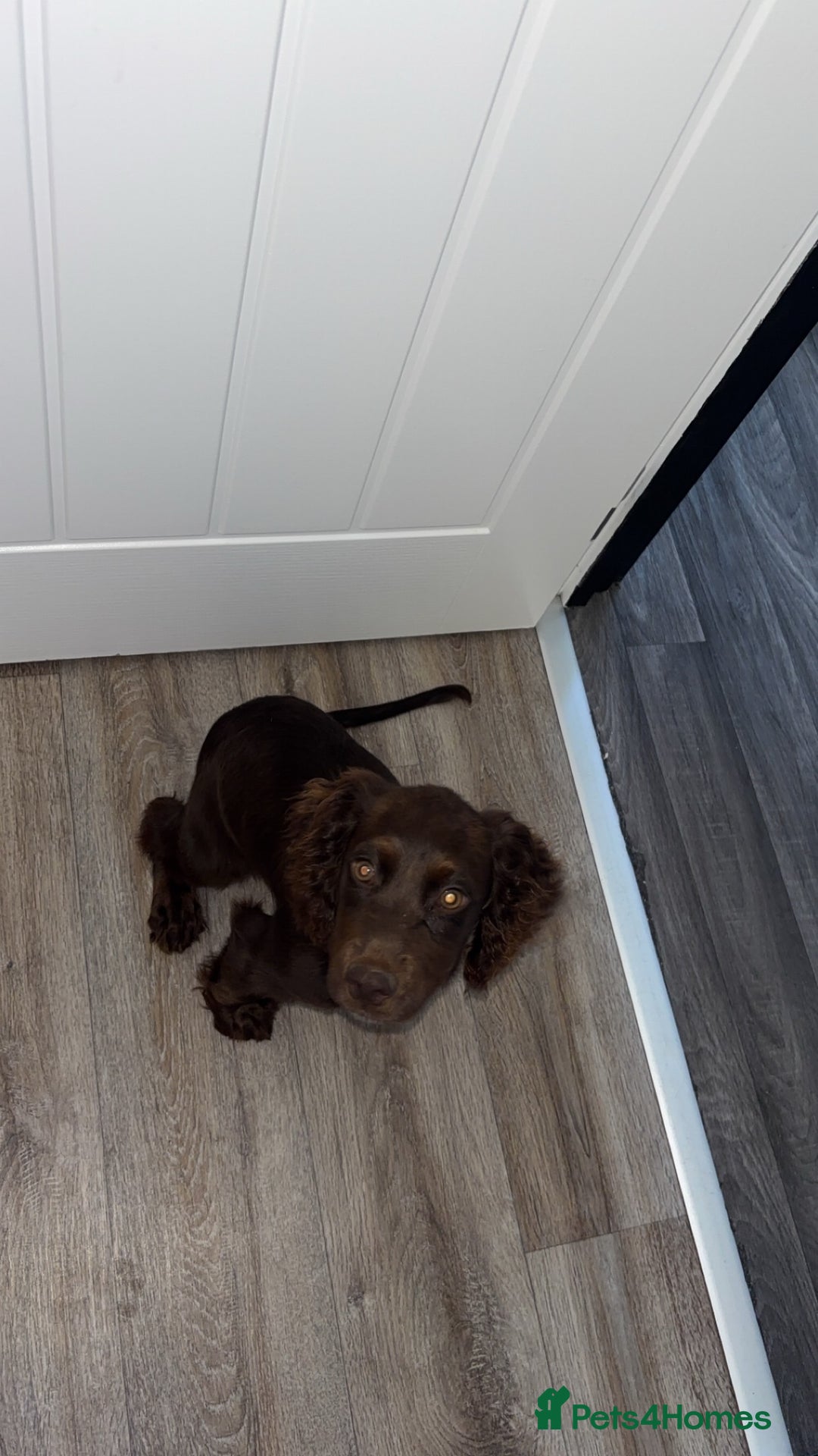 Cocker Spaniel dogs for sale: Chocolate cocker spaniel  - Image 1