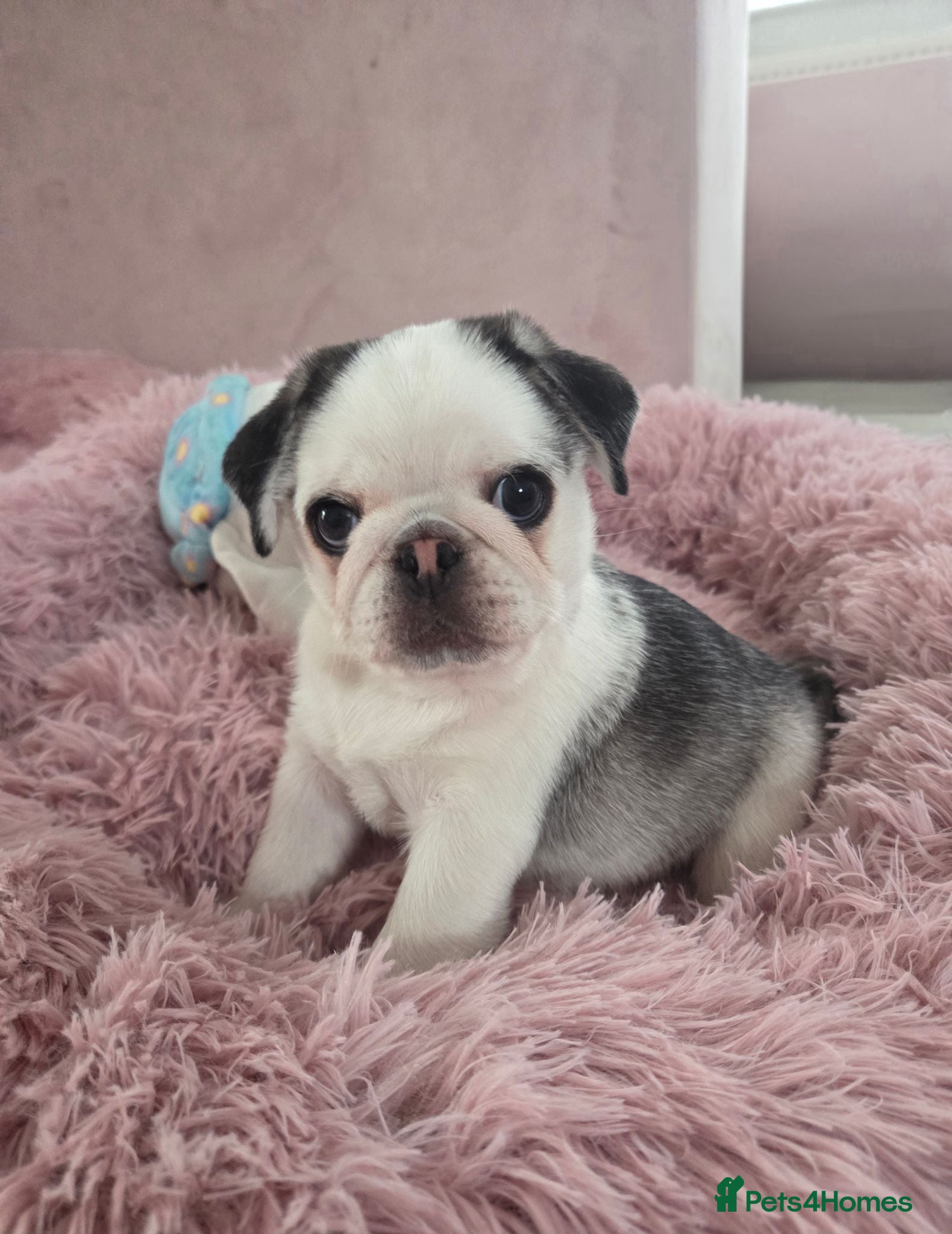 Pug dogs KC Pedigree 5⭐️ stunning Boy Pug - Advert 1