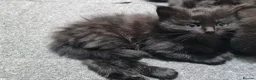 British Shorthair cats for sale: A beautiful litter of 4 kittens - Advert 3