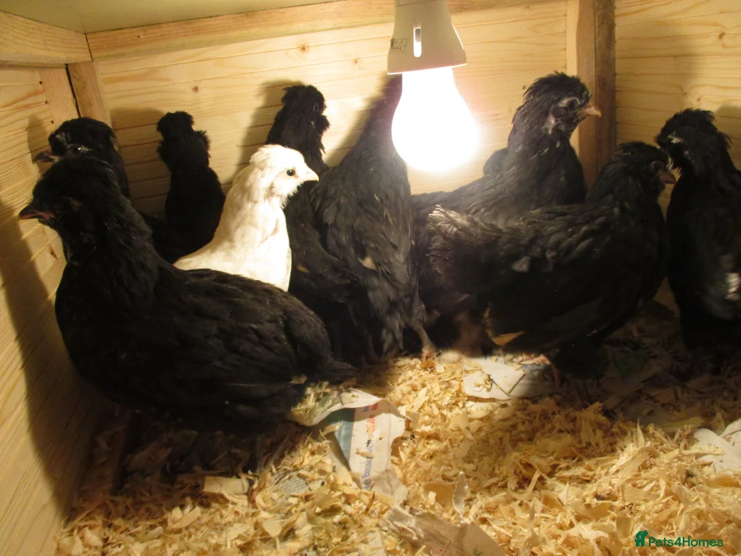Chickens poultry for sale: large black Araucana pullets(blue/green egg layers - Advert 2