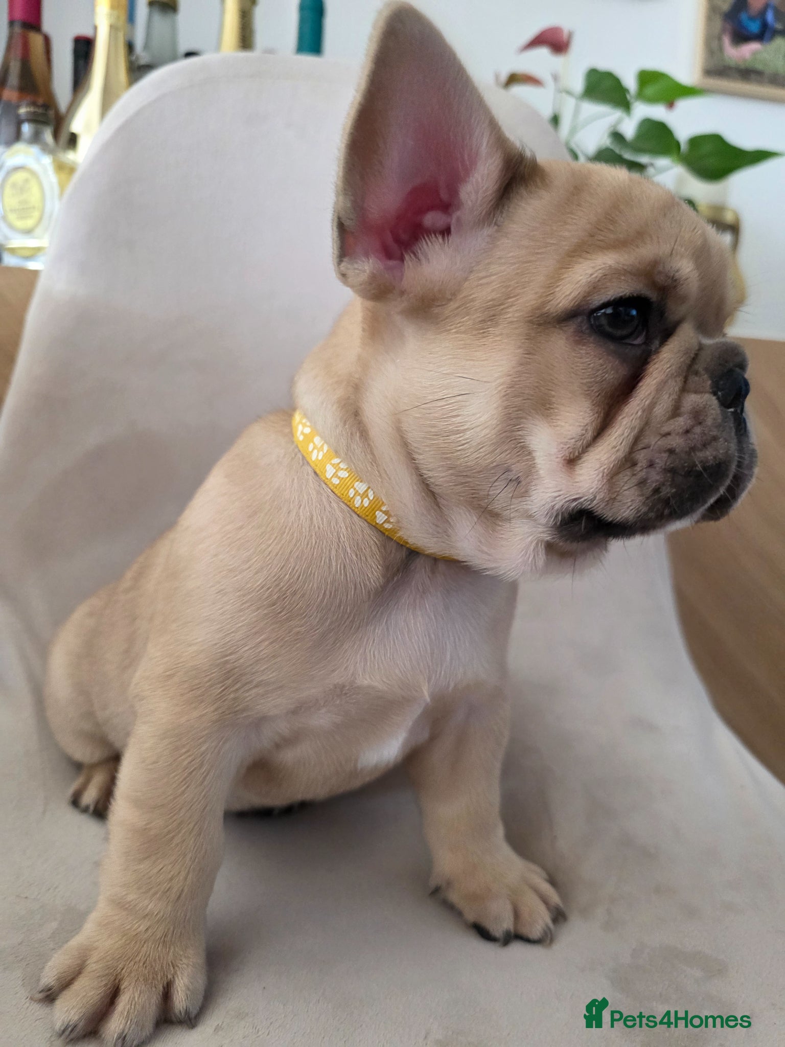 French Bulldog Puppy 2