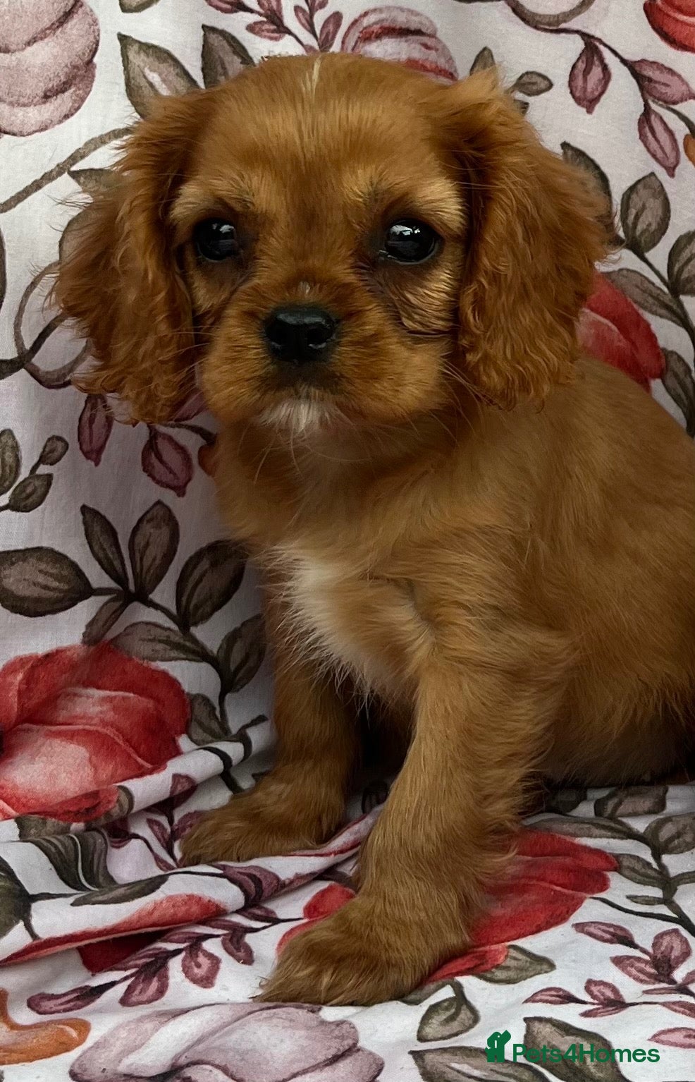 Cavalier King Charles Spaniel dogs for sale: READY TO GO NOW   1 boys  - Advert 3