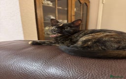Domestic Shorthair cats for sale: Two gorgeous Domestic shorthair kittens for sale - Image 3
