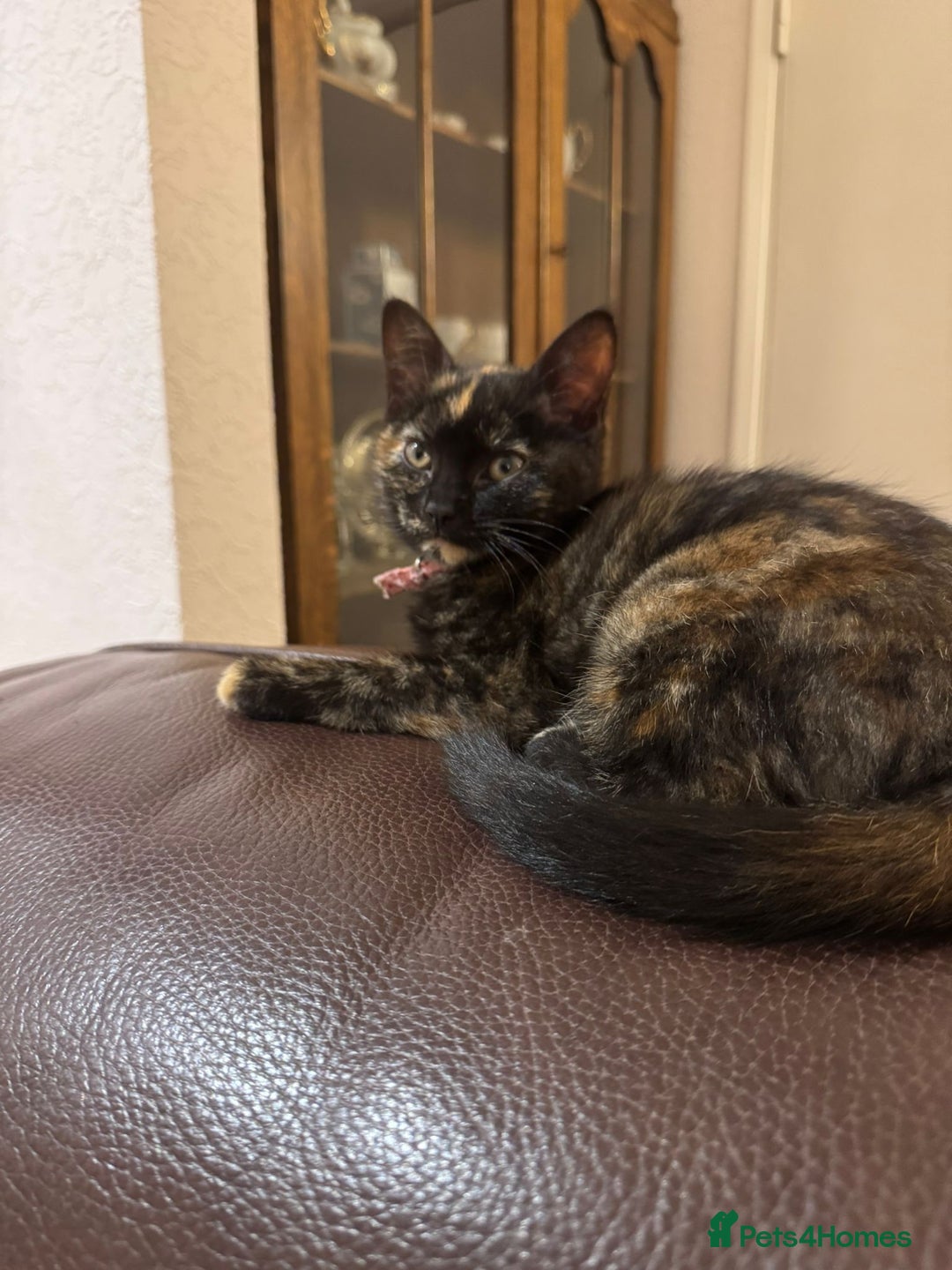Domestic Shorthair cats for sale: Two gorgeous Domestic shorthair kittens for sale - Image 3