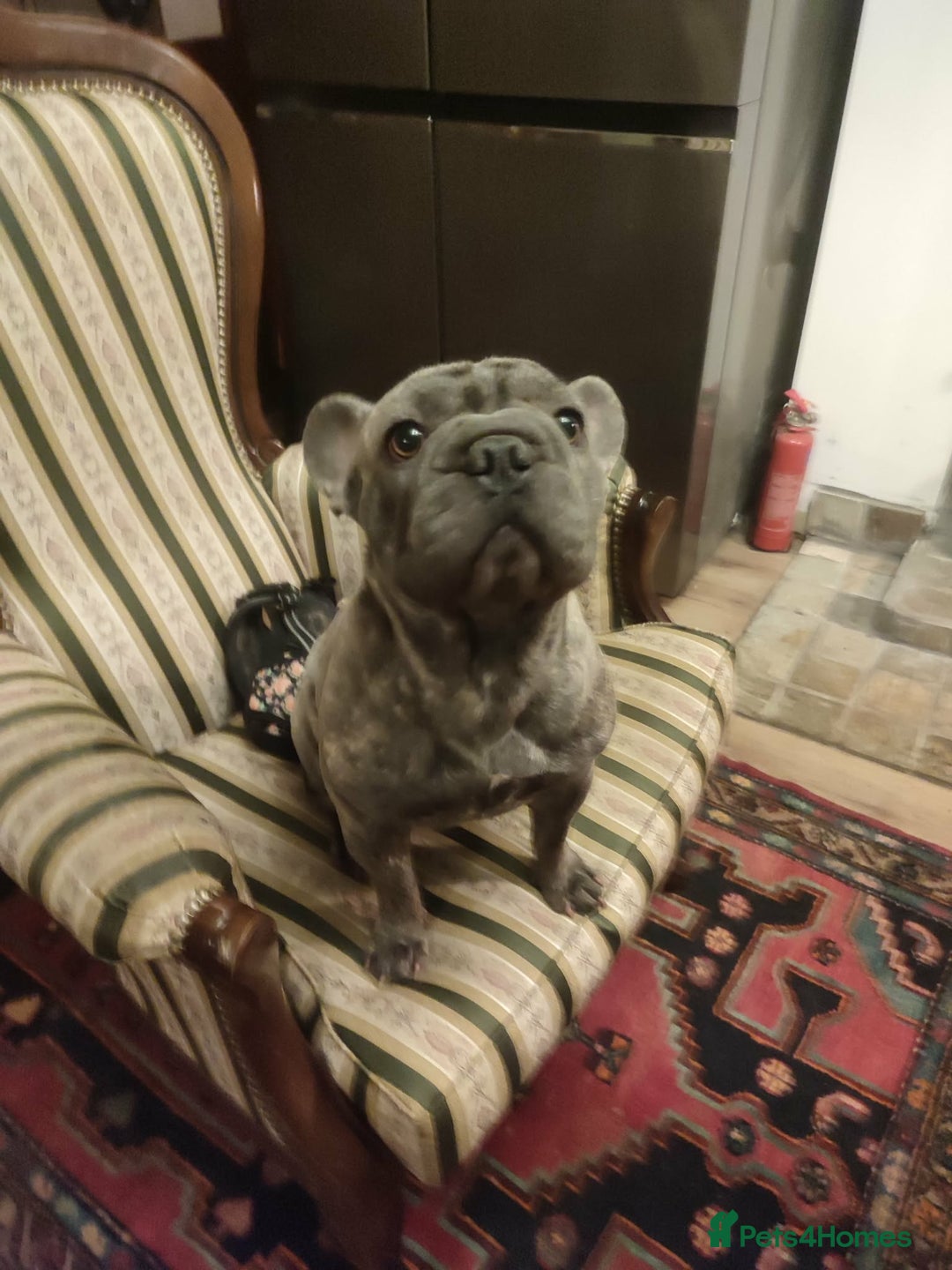 French Bulldog dogs for adoption: Super friendly Lola for adoption  - Advert 5