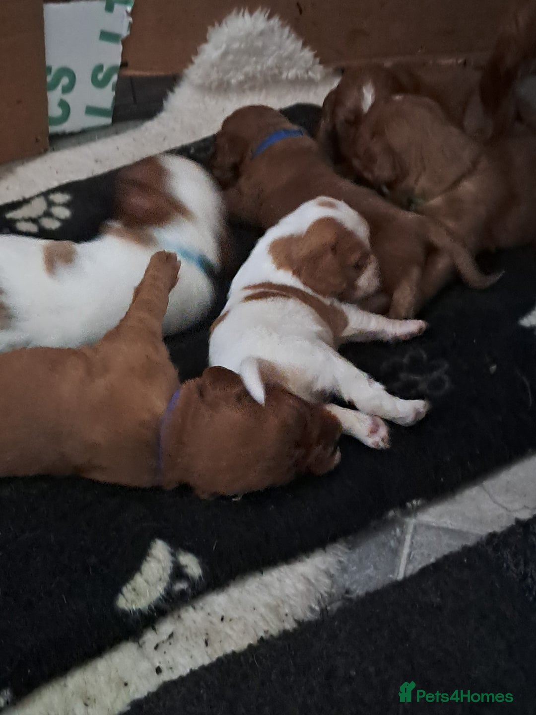 Cockalier dogs for sale: Cockerliers  health tested parents  - Image 9