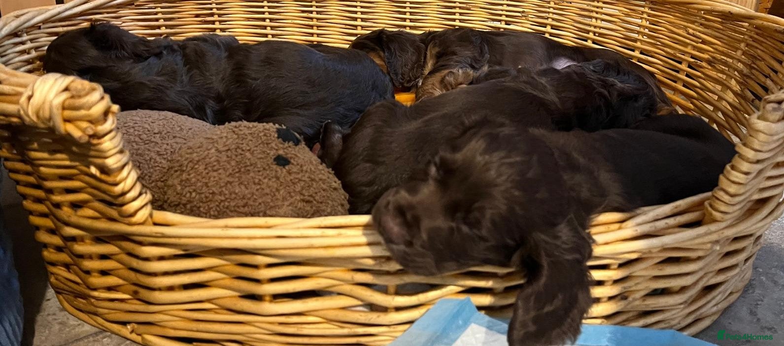 Cocker Spaniel dogs KC REGISTERED WORKING COCKER SPANIEL PUPPIES - Advert 2