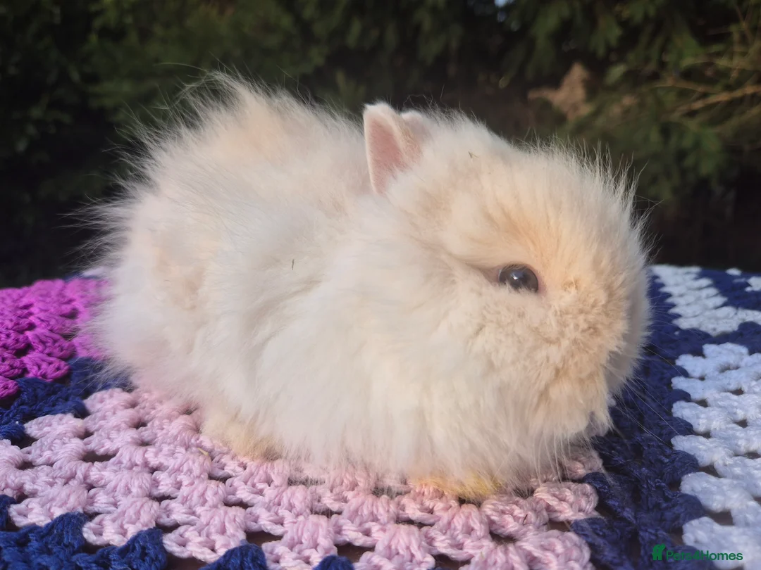Angora rabbits for sale: 💓OUTSTANDING TEDDYDWERG, IMPORTED PARENTS💙  - Advert 13
