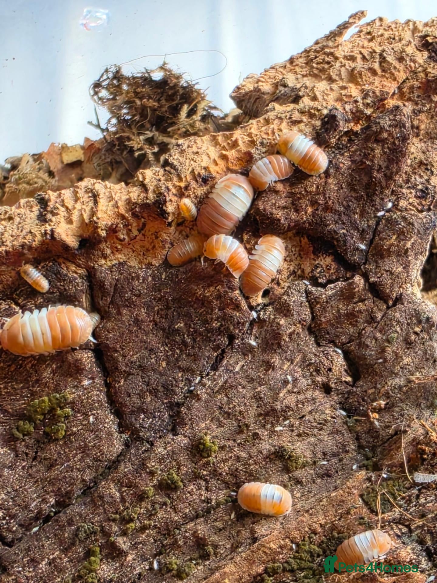 Isopods invertebrates Red panda and dairy cows isopods  - Advert 2