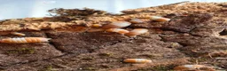 Isopods invertebrates for sale: Red panda and dairy cows isopods  - Advert 1