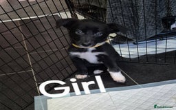 Mixed Breed dogs for sale: Collie X pups  - Image 7