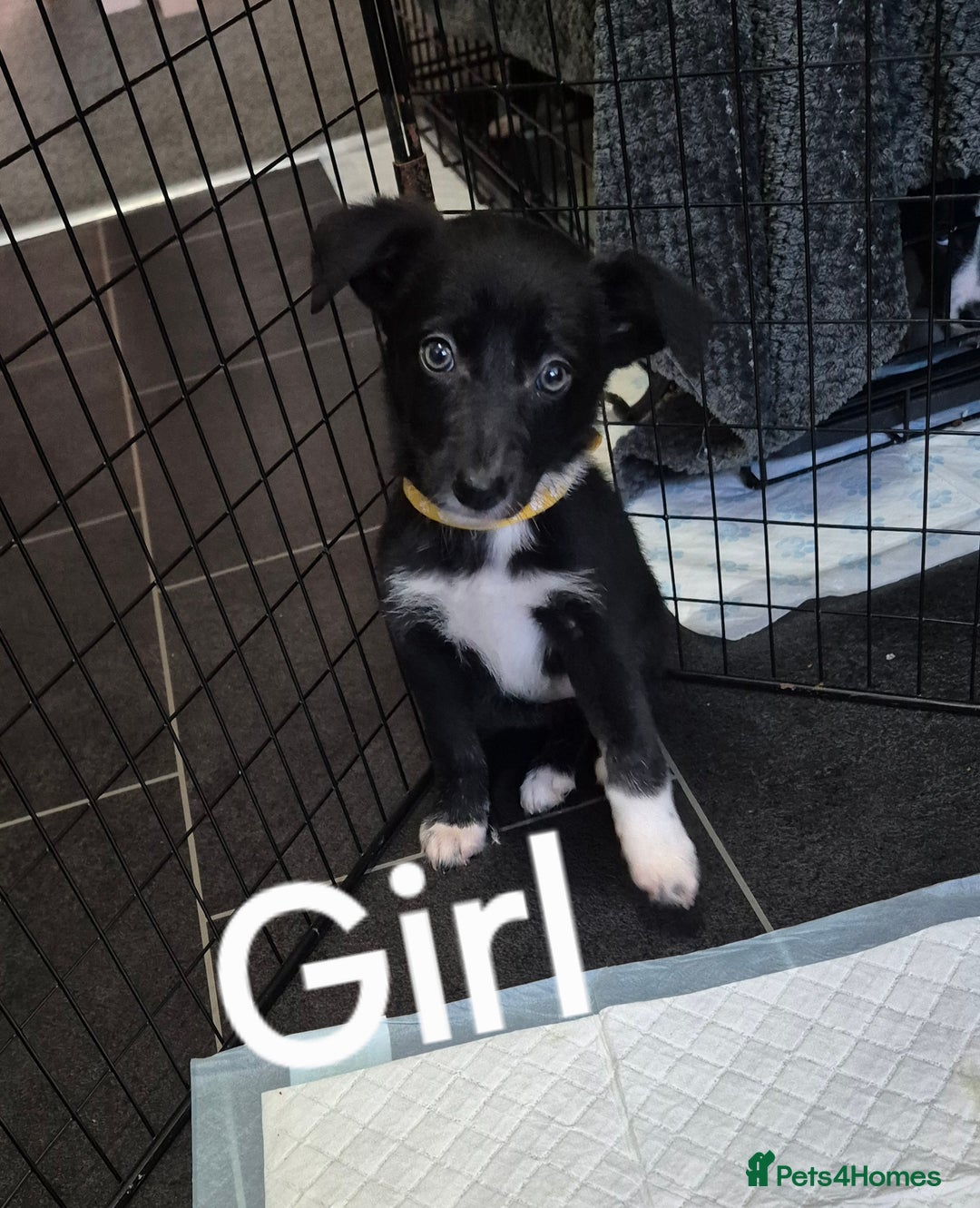 Mixed Breed dogs for sale: Collie X pups  - Image 7
