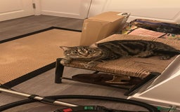 American Shorthair cats for sale: Tabby cat for adoption FREE ignore price - Advert 4