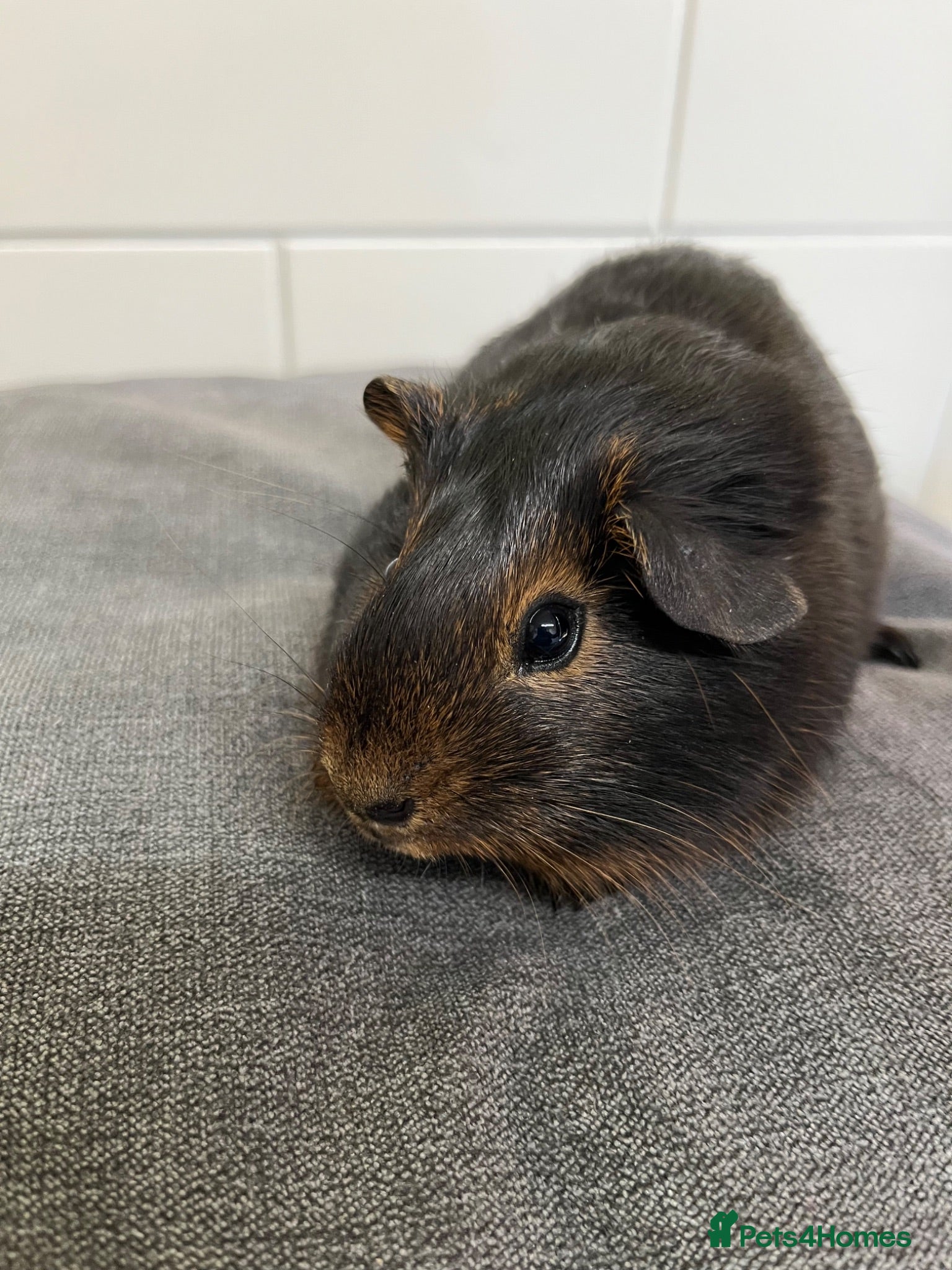 Guinea Pig rodents 3 Baby Guinea pigs for sale ready now  - Advert 1