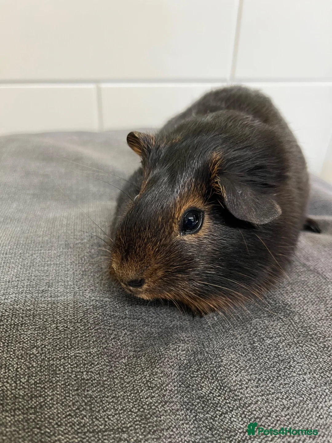 Guinea Pig rodents for sale: 3 Baby Guinea pigs for sale ready now  - Advert 1