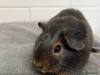 Guinea Pig rodents 3 Baby Guinea pigs for sale ready now - Advert 1