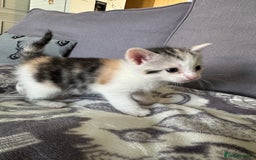 Bengal cats for sale: 4 beautiful part bengal kittens  - Image 5