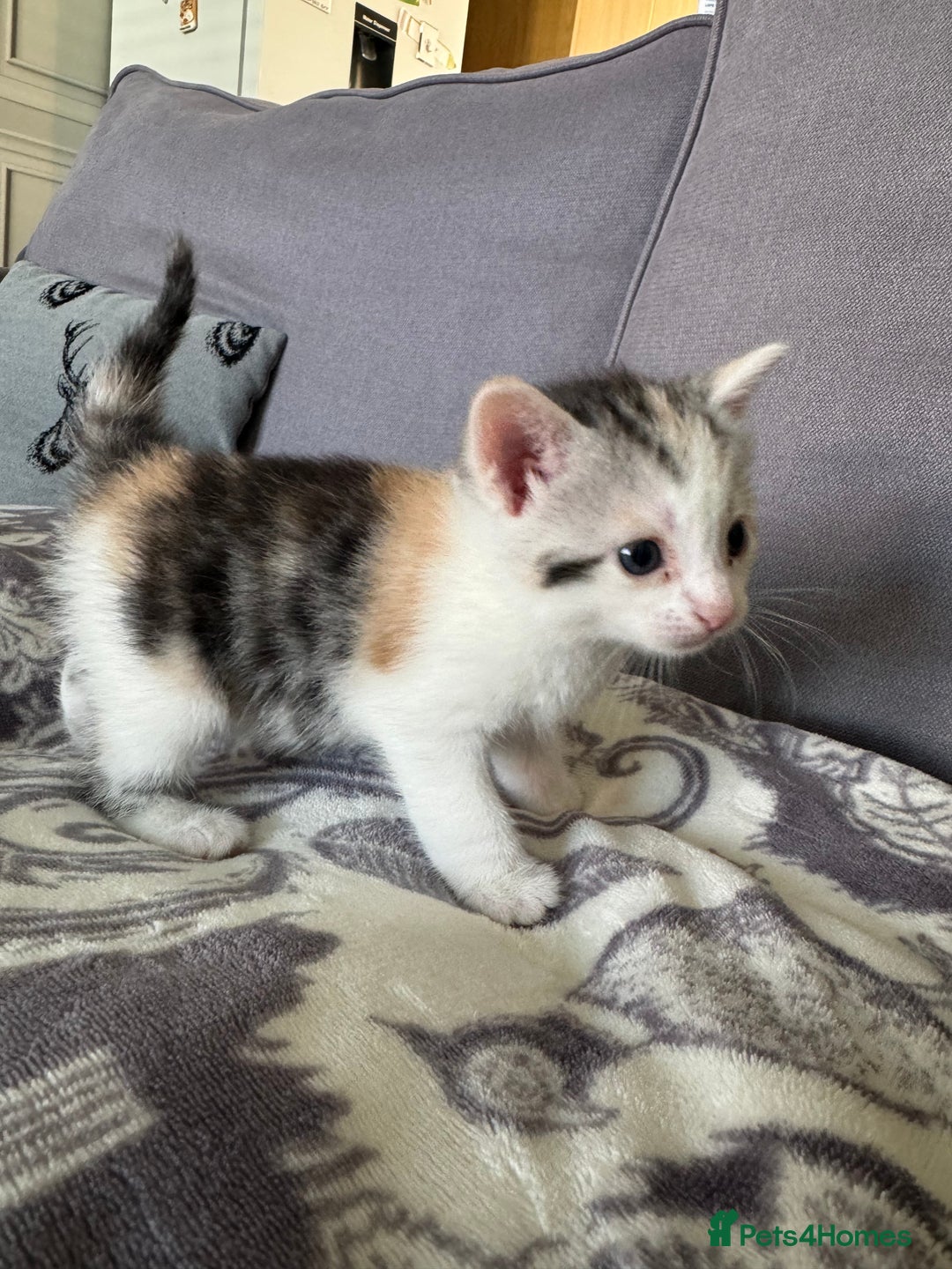 Bengal cats for sale: 4 beautiful part bengal kittens  - Image 5