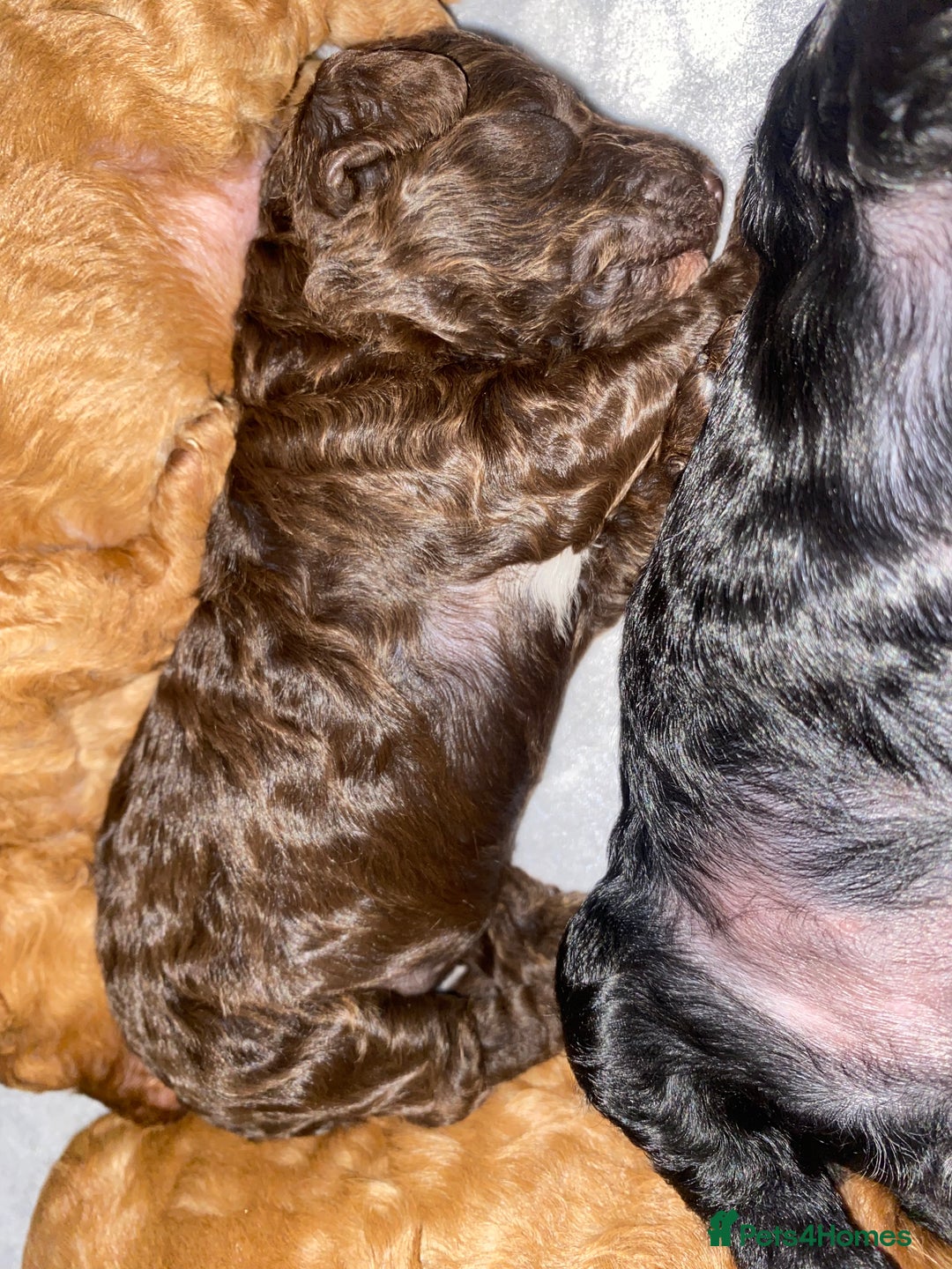 Miniature Poodle dogs for sale: Beautiful Miniature/Toy poodles  - Advert 25