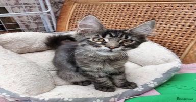 Maine Coon cats in Barnsley - Advert 10