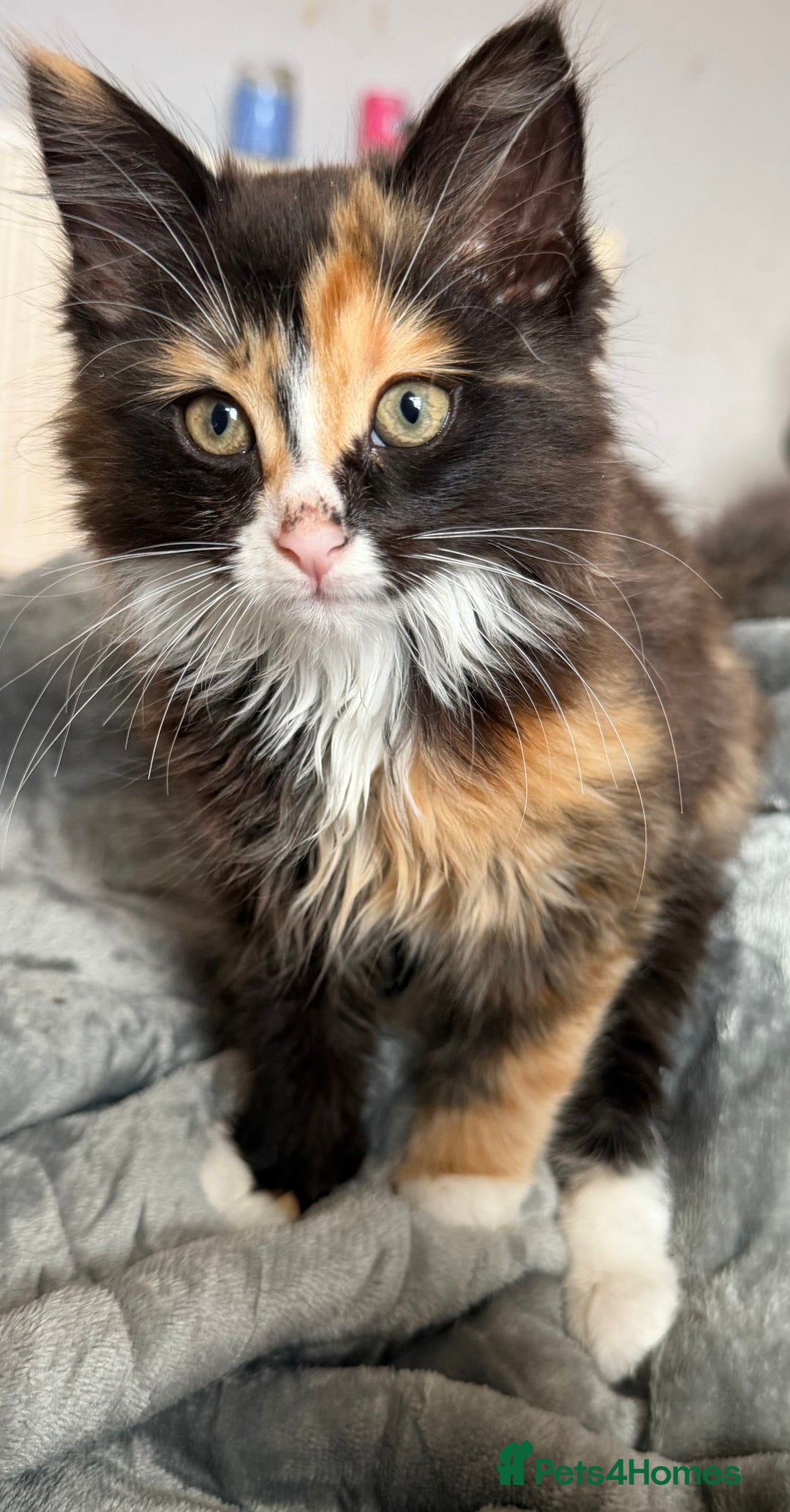 Mixed Breed cats for sale: Two female kittens for sale  - Advert 4