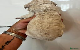 Cockapoo dogs for sale: Beautiful cockapoo babies - Image 4
