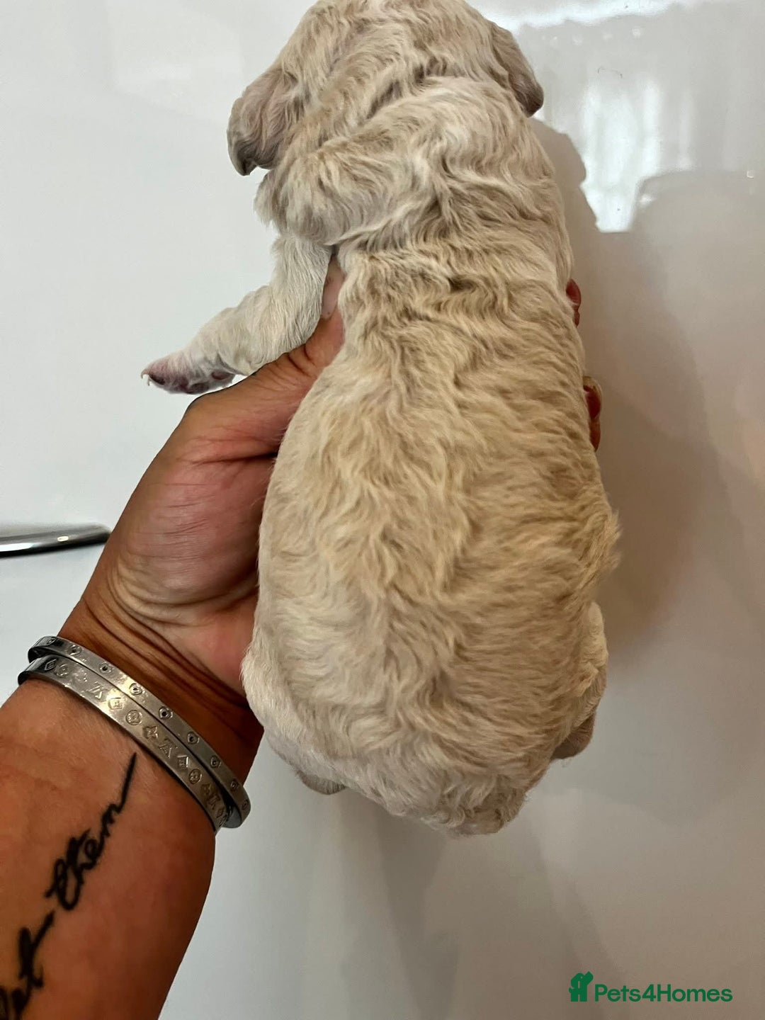 Cockapoo dogs for sale: Beautiful cockapoo babies - Image 4