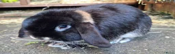 Dwarf Lop rabbits for sale: Dwarf Lop for sale in Coventry - Advert 2