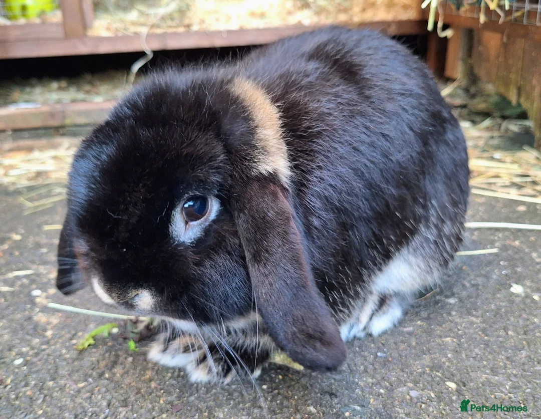 Dwarf Lop rabbits for sale: Dwarf Lop for sale in Coventry - Advert 2