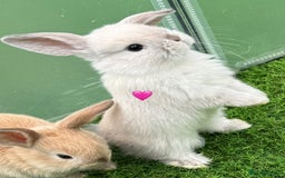 Mini Lop rabbits for sale: Mini lop - Image 3