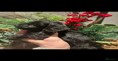 Cockapoo dogs FI STUNNING SHOW COCKERPOO PUPS  - Advert 6