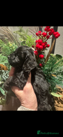 Cockapoo dogs FI STUNNING SHOW COCKERPOO PUPS - Advert 6