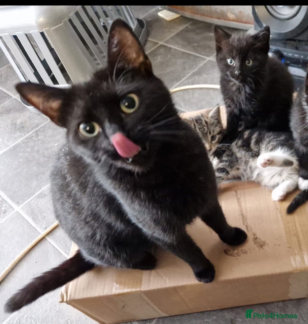 Mixed Breed cats for sale: 4 beautiful kittens ready to leave now - Image 10
