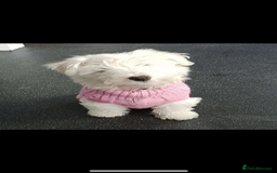 Mixed Breed dogs for sale: West highland terrier x Bichon Frise pups for sale - Image 5