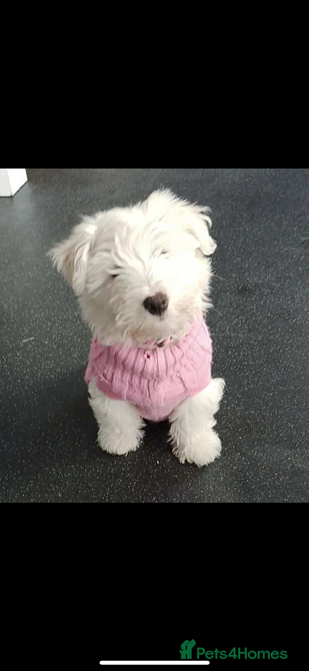 Mixed Breed dogs for sale: West highland terrier x Bichon Frise pups for sale - Image 5