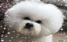 Bichon Frise dogs for sale: KC Bichon frise puppies - Image 8