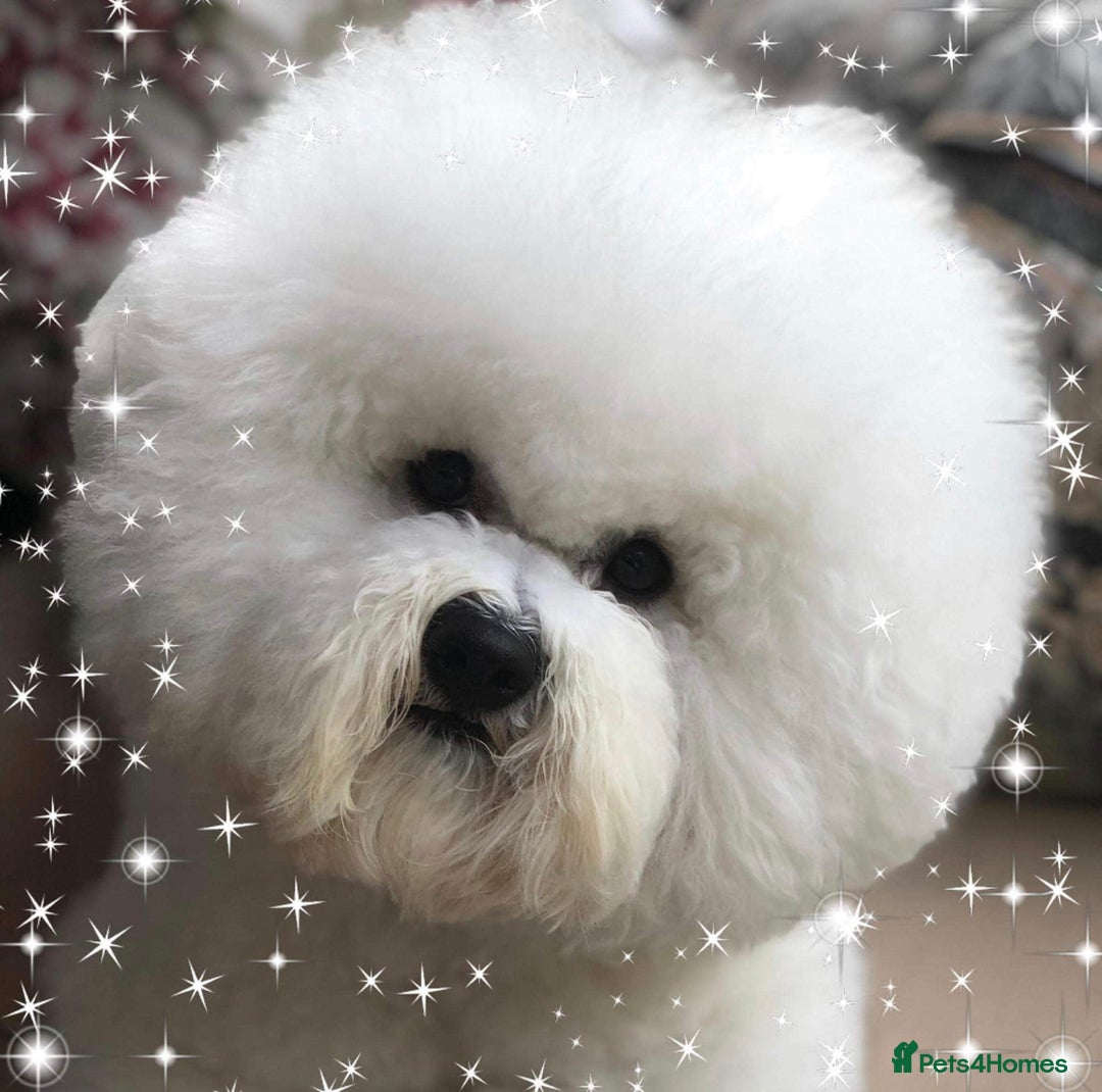 Bichon Frise dogs for sale: KC Bichon frise puppies - Image 8