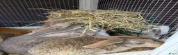 Mini Lop rabbits for sale: Mini lop bunnies - Advert 3